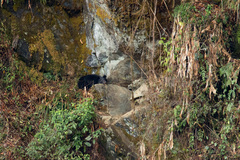 Ursus thibetanus laniger
