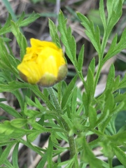 Adonis volgensis