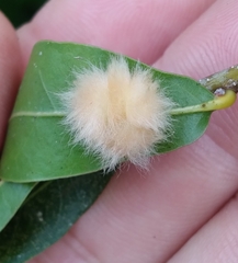 Neuroterus laurifoliae