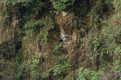 Ursus thibetanus laniger