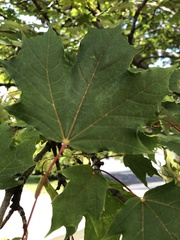 Acer platanoides
