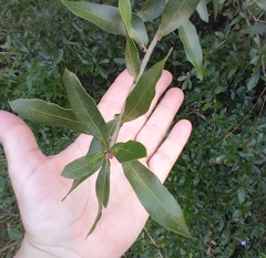 Neuroterus laurifoliae