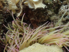 Anemonia viridis