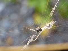 Uloborus walckenaerius