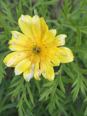 Adonis volgensis