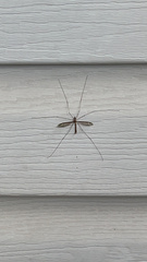 Tipula furca