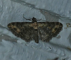 Eupithecia flavigutta