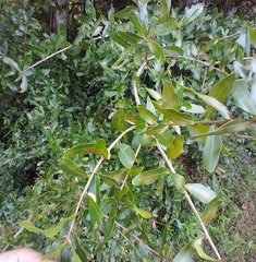 Neuroterus laurifoliae