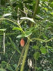 Passiflora rubra
