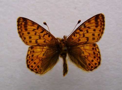 Shepherd’s Fritillary
