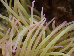 Anemonia viridis
