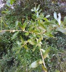 Neuroterus laurifoliae