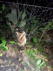 Uroderma bilobatum convexum