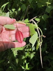 Passiflora rubra