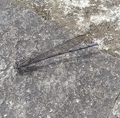 Argia tonto