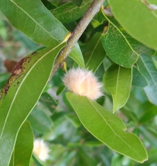 Neuroterus laurifoliae