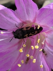 Acmaeodera parkeri