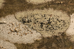 Lecidella elaeochroma