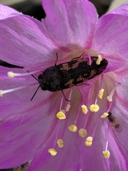 Acmaeodera parkeri