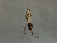 Uloborus walckenaerius