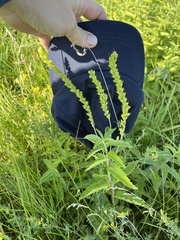 Veronica teucrium