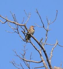 Colaptes auratus luteus