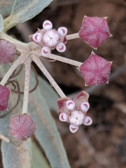 Asclepias brachystephana