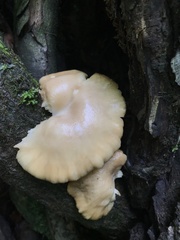 Pleurotus
