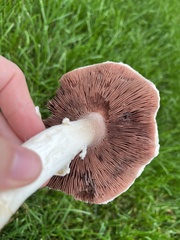 Agaricus