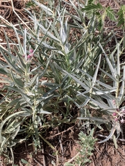 Asclepias brachystephana