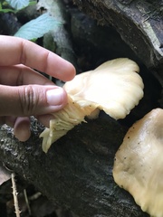 Pleurotus