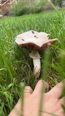 Agaricus