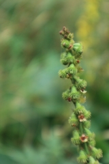 Agrimonia procera
