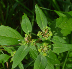 Euphorbia dentata