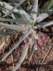 Asclepias brachystephana
