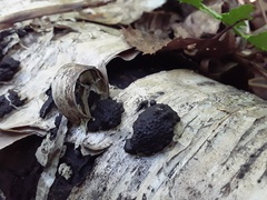 Jackrogersella multiformis