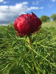 Paeonia tenuifolia