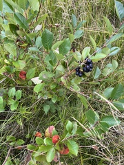 Aronia mitschurinii