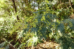 Acacia dealbata dealbata
