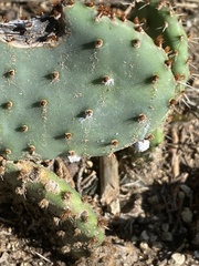 Opuntia gilvescens