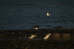 Haematopus leucopodus