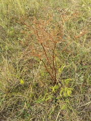 Ferulago galbanifera