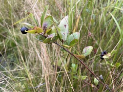 Aronia mitschurinii