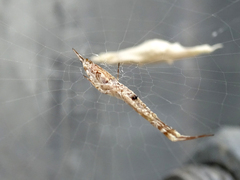 Uloborus walckenaerius