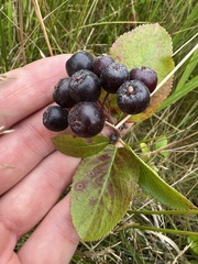 Aronia mitschurinii