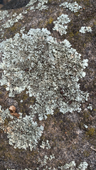 Xanthoparmelia cumberlandia