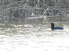 Fulica rufifrons
