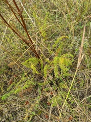 Ferulago galbanifera