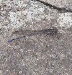 Argia tonto