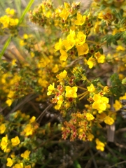 Chaetolepis microphylla
